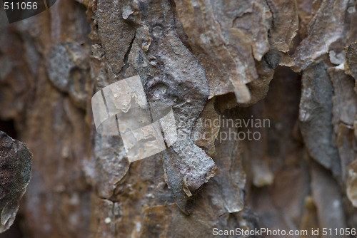 Image of Tree trunk after being cut, background