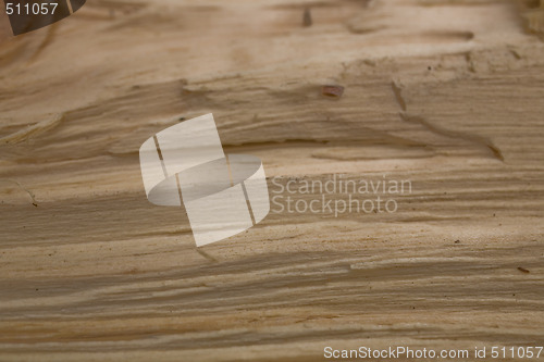 Image of Tree trunk after being cut, background