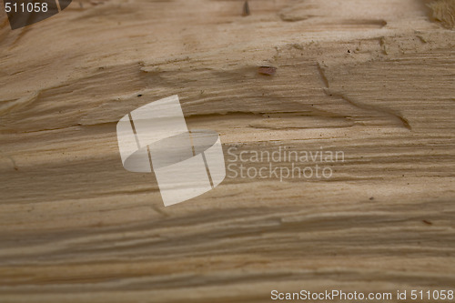 Image of Tree trunk after being cut, background