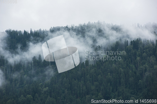 Image of Forested mountain slope