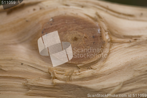 Image of Tree trunk after being cut, background