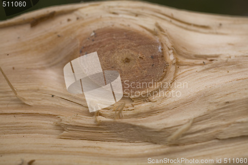 Image of Tree trunk after being cut, background