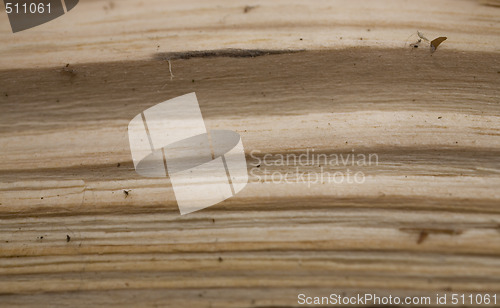 Image of Tree trunk after being cut, background