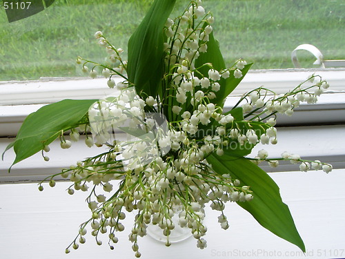 Image of lily, of the ,wood I