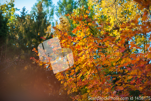 Image of Yellow autumn leaves on the tree.