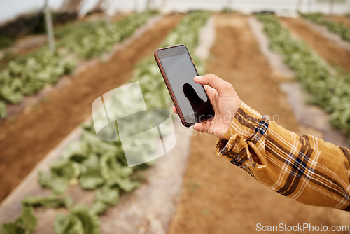 Image of Hands, phone and farmer at farm typing, texting or web scrolling on sustainable technology. Mobile screen, agriculture and female with smartphone for social media or app to check growth of plants.