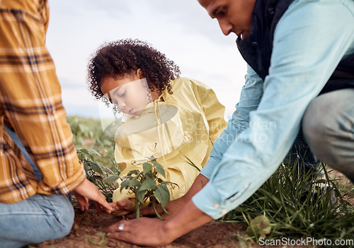 Image of Farming family, parents or child planting in soil agriculture, sustainability learning or future growth planning for food. Man, woman or farmer kid with ground leaf in nature countryside environment