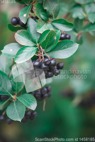 Image of berries of black chokeberry.