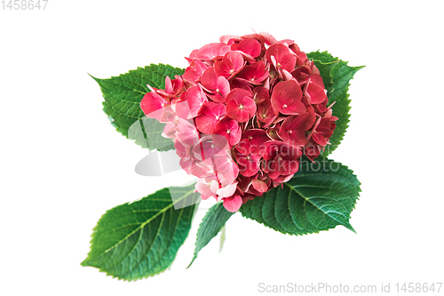 Image of Pink flower of hydrangea