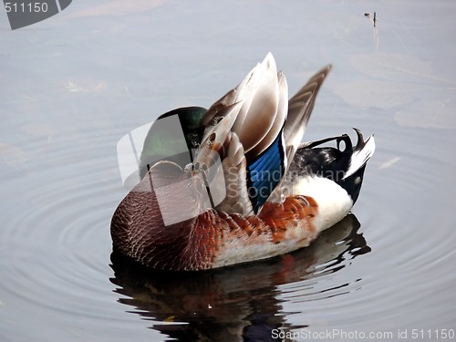 Image of Hiding Beauty