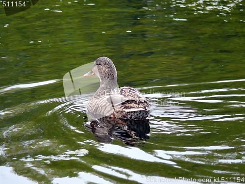 Image of Green Swim