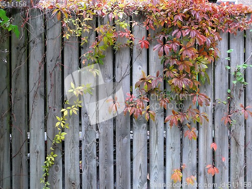 Image of Autumn Background