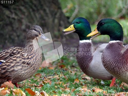 Image of Males vs Female