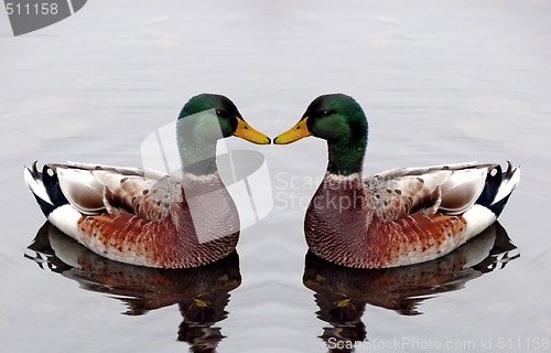 Image of Male Mallards