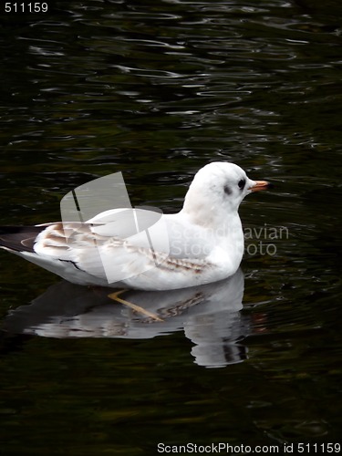 Image of Gull In Black
