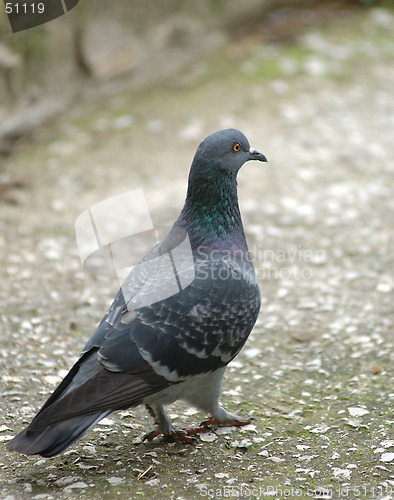 Image of pigeon