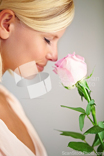 Image of Flower, studio and woman smelling a rose for a sweet blossom fragrance, scent or aroma. Bloom, cosmetic and female model from Australia with a floral for valentines day by a gray background.