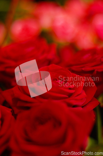 Image of Roses zoom, flowers and nature with red and love, ecology and environment with bouquet and botanical. Bloom, spring and rose garden, natural and floral with florist, horticulture and landscape