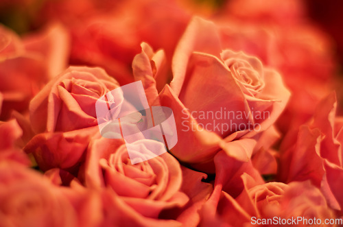 Image of Roses zoom, flower petal and garden plants bouquet for spring with red color for love and care. Flowers, rose plant and floral blossom growth for gardening and valentines day with light in nature