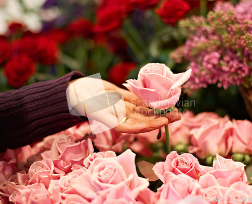 Image of Garden, nature and hand with a floral pink rose for valentines day, romance or anniversary. Gardening, spring and closeup of a woman buying a bouquet of natural flowers or roses at a plant store.