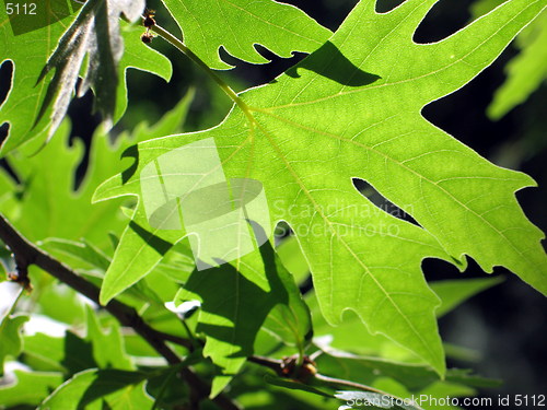 Image of Leaves