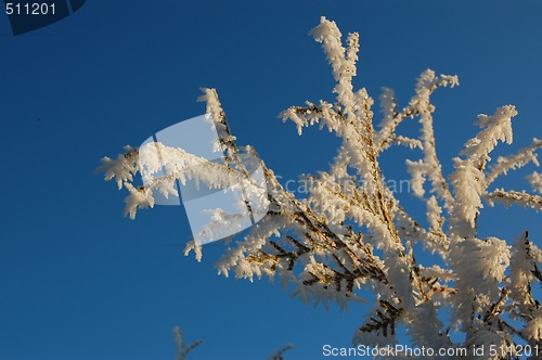 Image of Frost