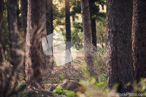 Image of Forest, nature and landscape with trees and outdoor, woods or park with overgrowth and summer. Environment, green and natural with scenery, view and ecosystem with wilderness or woodland in Germany