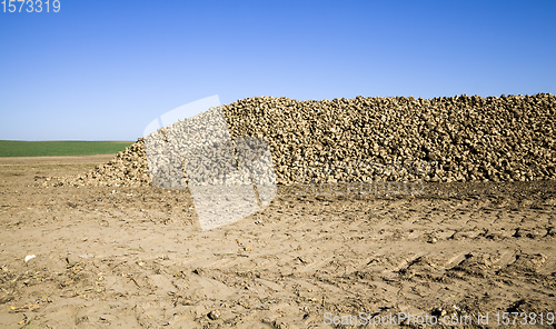 Image of a large pile of harvested sugar beet