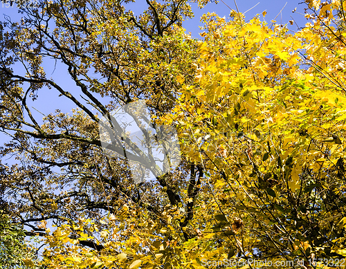 Image of yellow foliage before falling