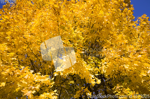 Image of yellow maple