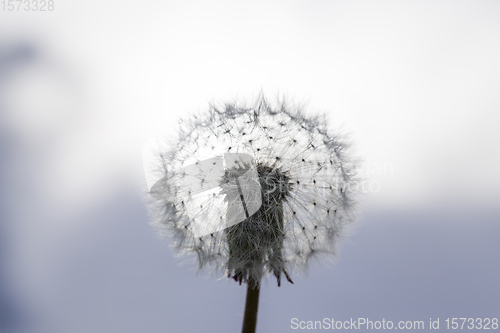 Image of white with seeds dandelion