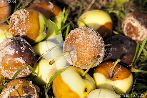 Image of rotten Apple