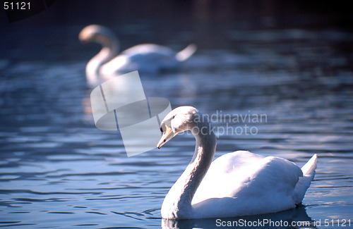 Image of swan