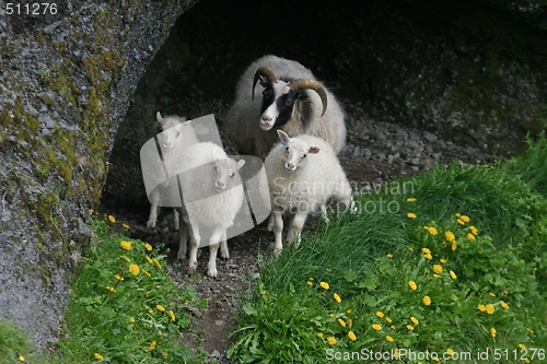 Image of Sheep 