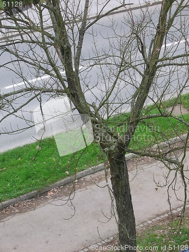 Image of autumn tree