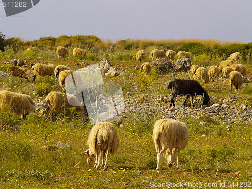 Image of flock of sheep