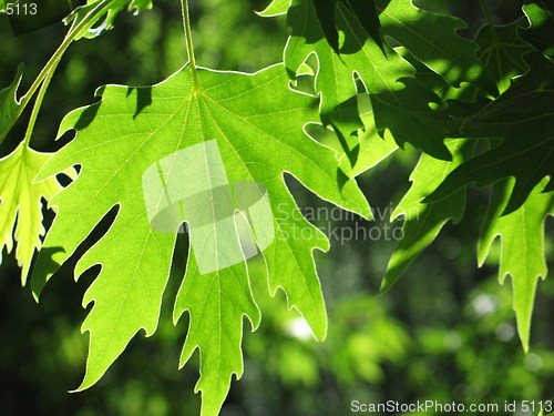 Image of Green leaves