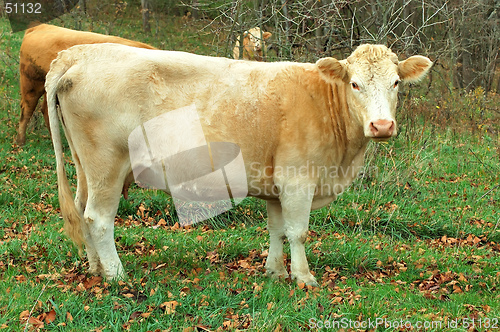 Image of Cow in the Pasture