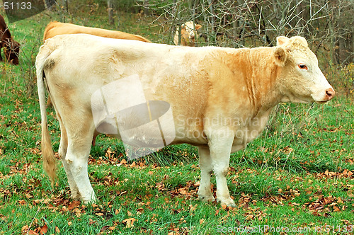 Image of Cow on the Farm
