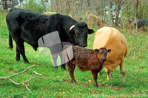 Image of Calf with Bull and Cow