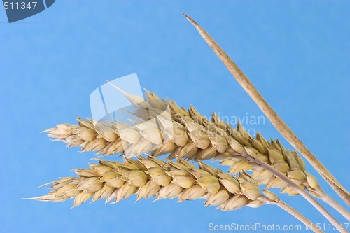 Image of Wheat ears