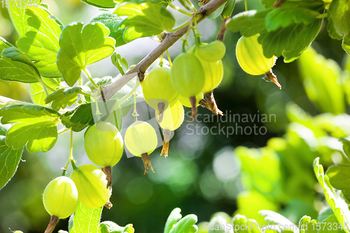 Image of gooseberry berries