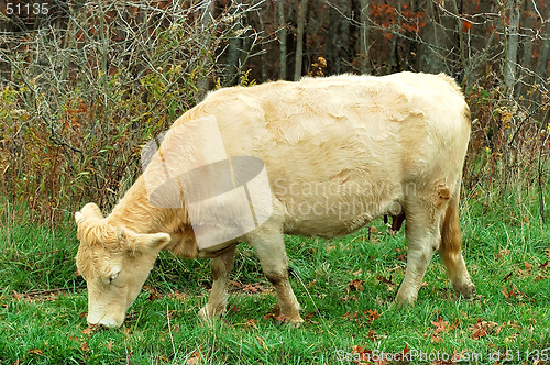 Image of Cow Grazing at the Farm