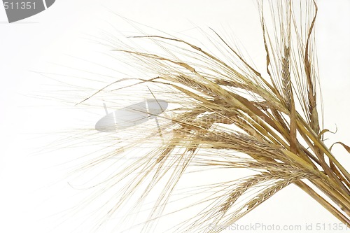 Image of Barley