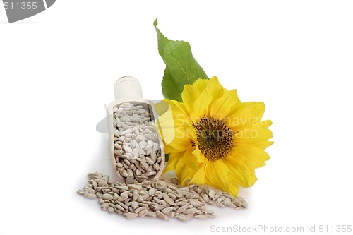 Image of Sunflower Seeds