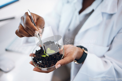 Image of Plants research, science black woman and agriculture growth development, food security and medical study. Fertilizer soil, eco friendly test and scientist or professional person hands for healthcare