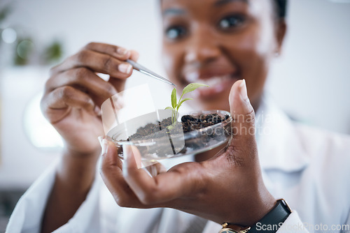 Image of Science laboratory, black woman and plants in Petri dish for agriculture study, sustainability research and food security. Growth soil, eco friendly test and scientist or professional person portrait
