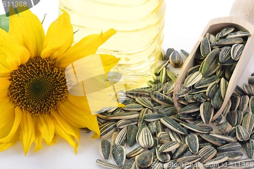 Image of Sunflower Seeds with Blossom