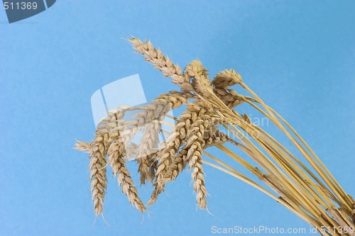 Image of Wheat on Blue Background