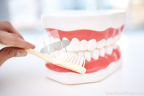 Image of Dental, teeth model and orthodontics, toothbrush in hand and cleaning mouth, healthcare closeup and oral hygiene. Veneers, dentistry and healthy gums with fresh breath, medical and tooth care